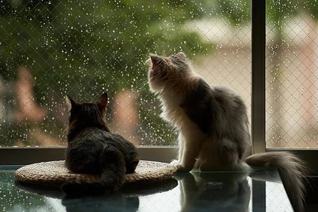 Монтаж окон в дождь: стоит ли делать и на что обратить внимание?